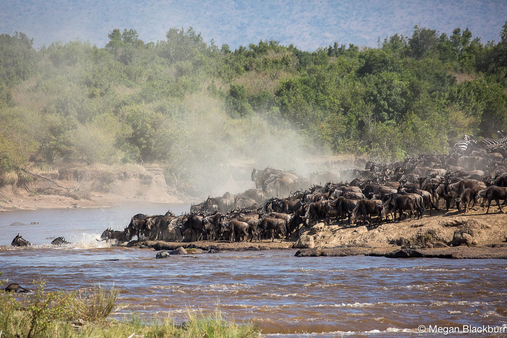Masai Mara - Large Crossing 3