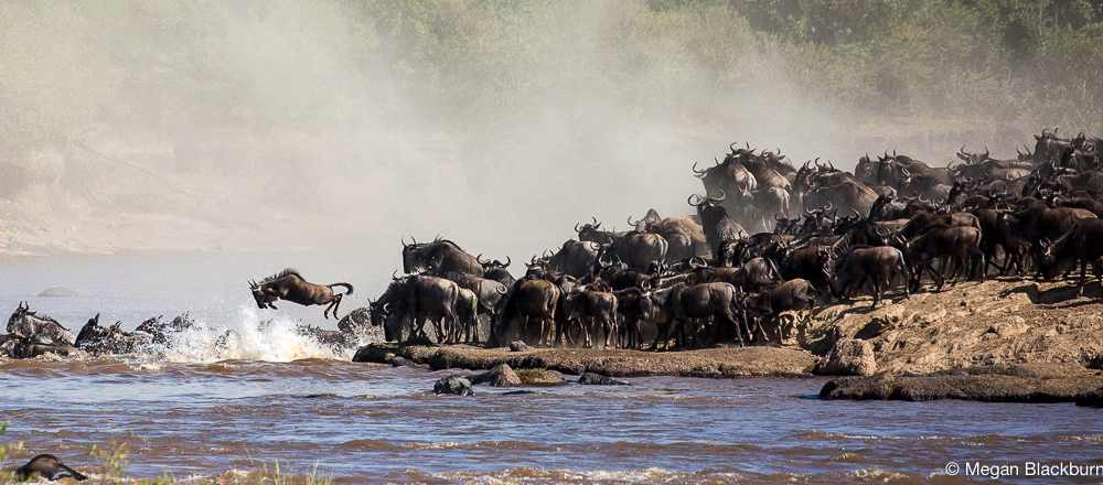 Masai Mara - Large Crossing Wildebeest Leaping