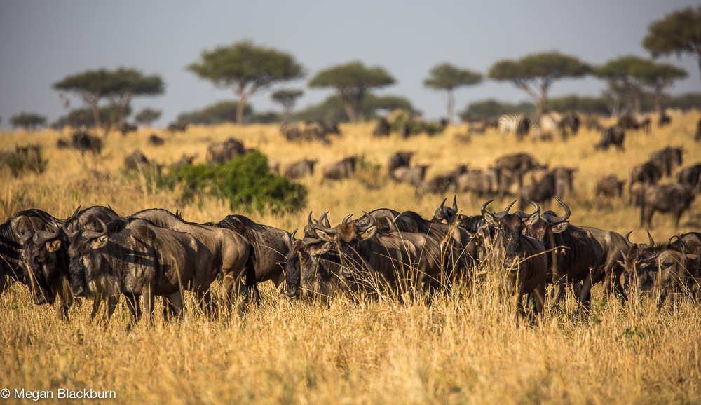 Masai Mara - Wildebeest Herd