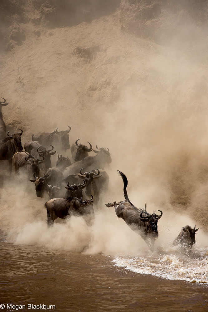 Serengeti - Large Crossing 1