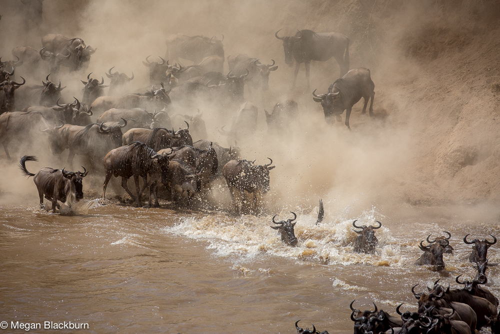 Serengeti - Large Crossing 2