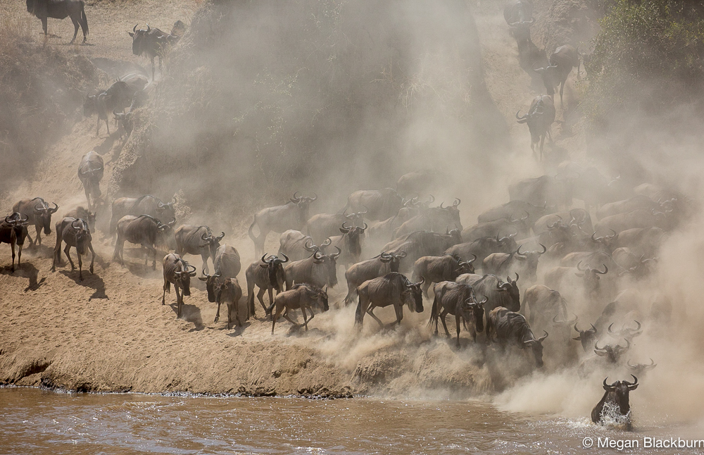 Serengeti - Large Crossing 4