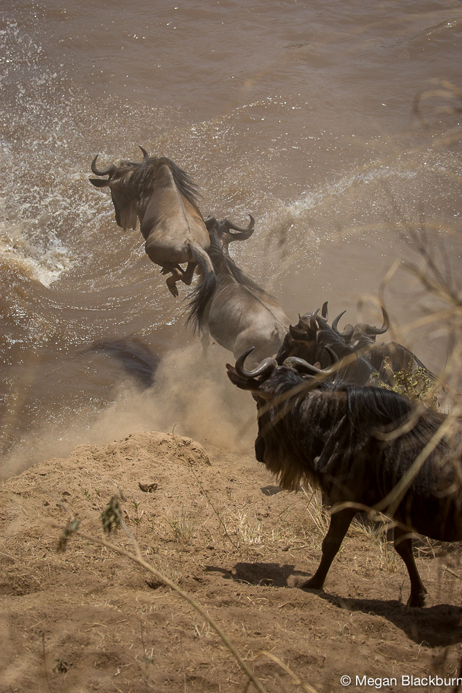 Serengeti -Small Crossing Jumping Wildebeest 2