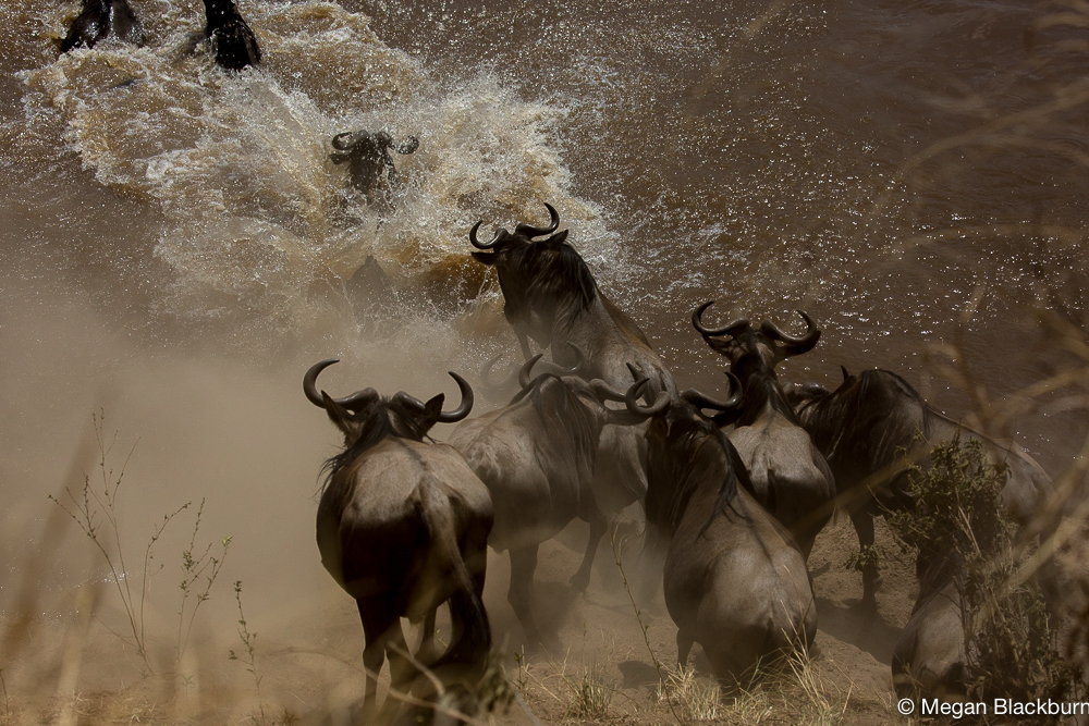 Serengeti -Small Crossing from above