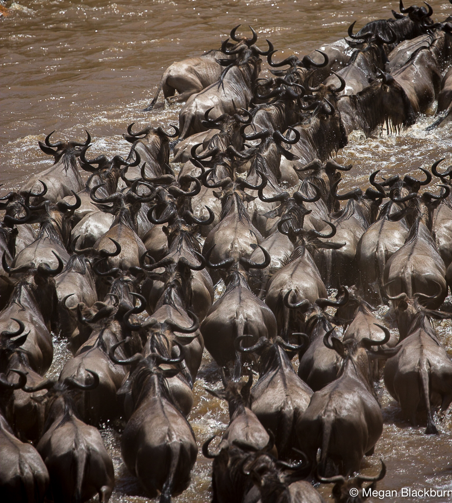 Serengeti - Wildebeest from above 2