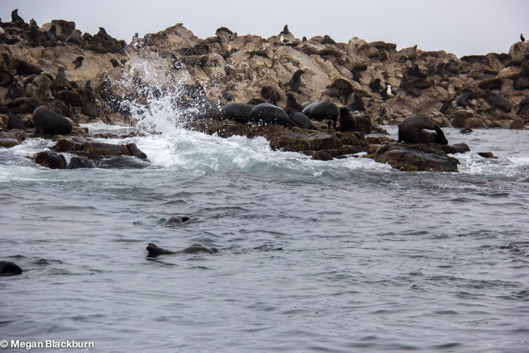 Seals in Water