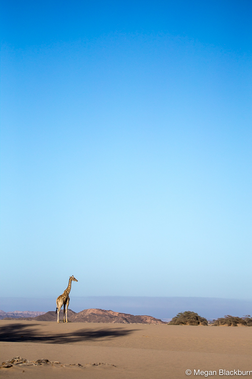 Hoanib Giraffee with Vista