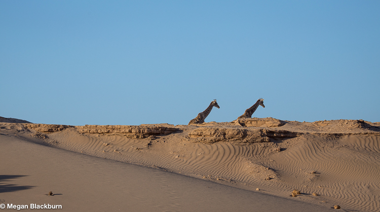 Hoanib Giraffees and Sand Dunes