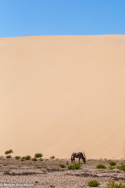 Hoanib Oryx and Dune