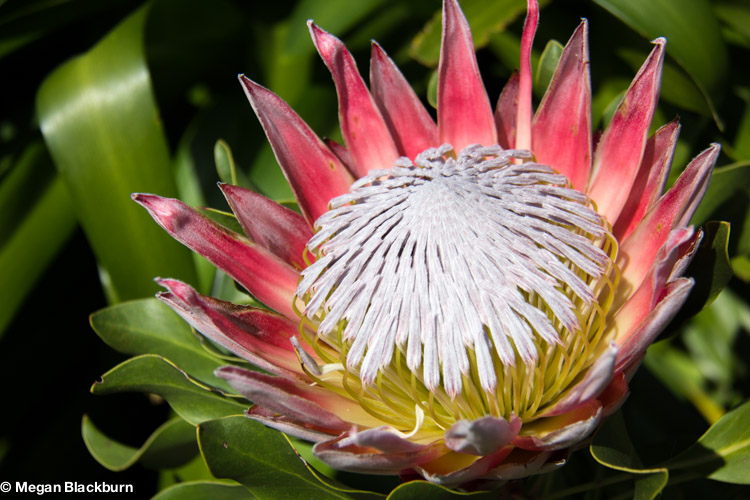 West Coast Kirstenbosch king protea