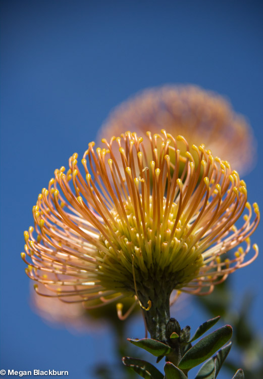 West Coast Kirstenbosch pincushion