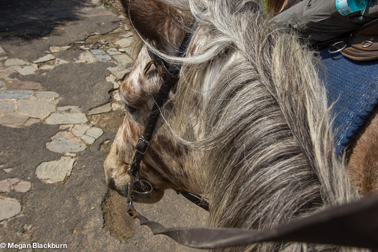 KZN Desperado from the saddle