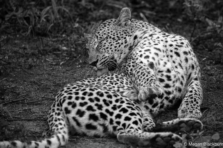 Leadwood female leopard grooming