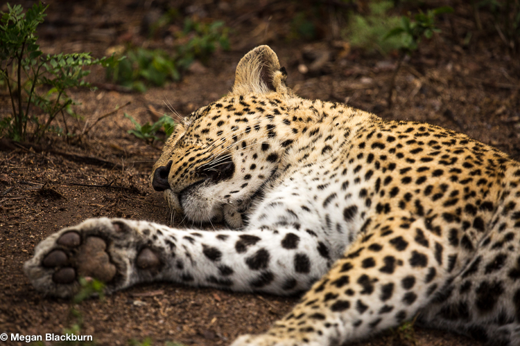 Leadwood female leopard sleeping