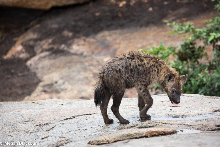 Leadwood hyena
