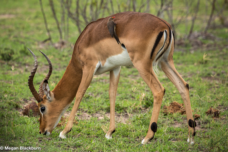 Leadwood impala