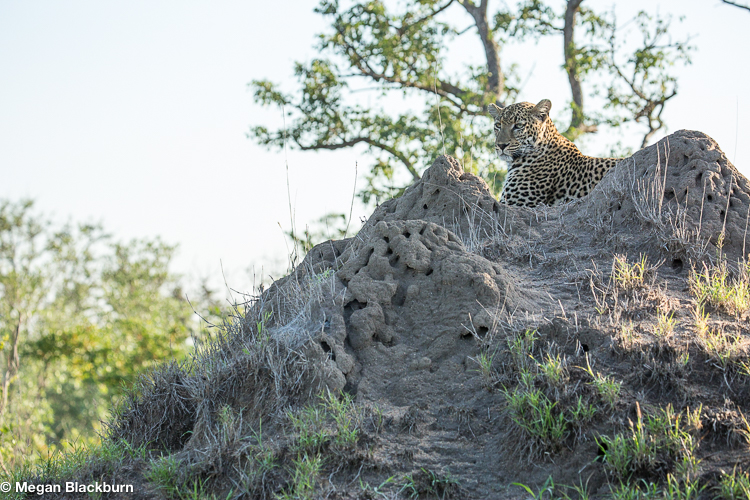 Leadwood leopard on a termite mound