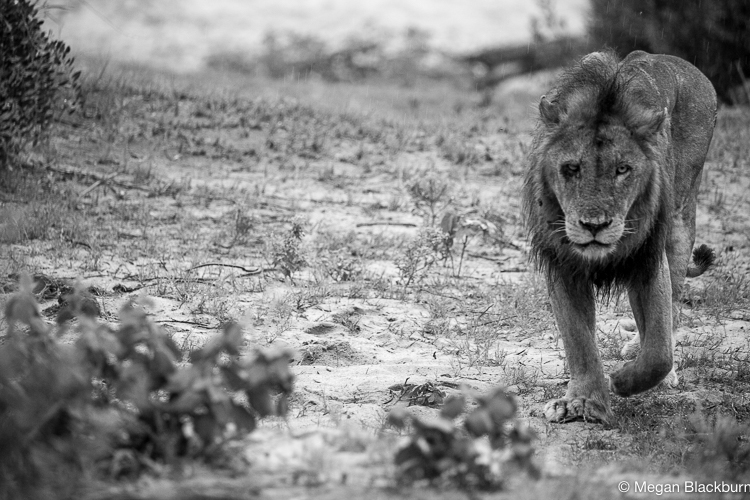 Leadwood lion black and white