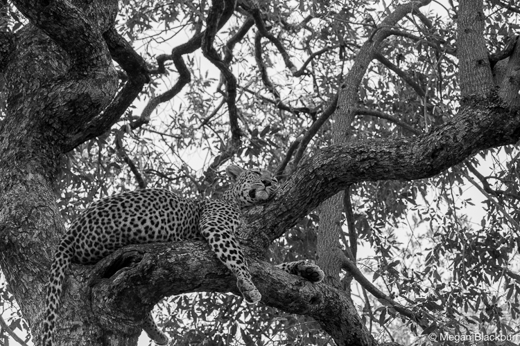 Leadwood male leopard in a tree 2 B&W