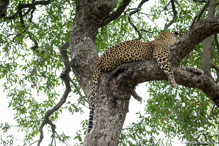 Leadwood male leopard in a tree