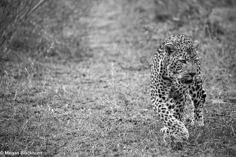 Leadwood male leopard walking B&W