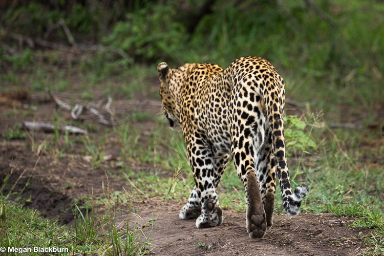 Leadwood male leopard walking down the road