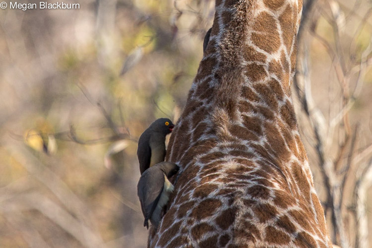 Londolozi July Baby Giraffe Detail