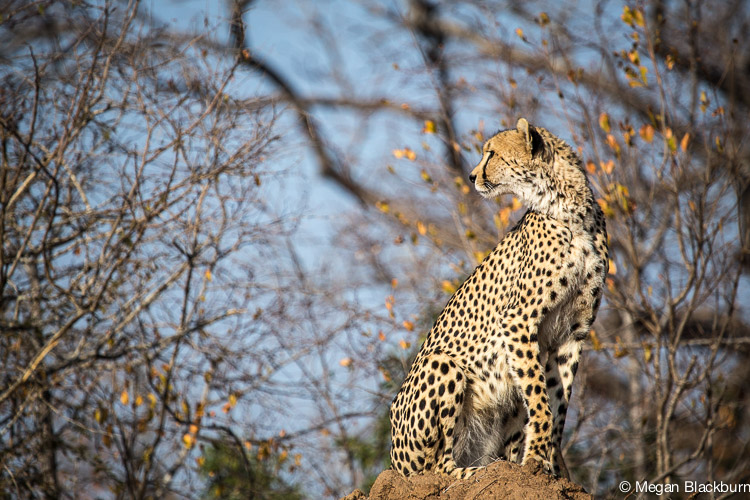 Londolozi July Cheetah on a Termite Mound