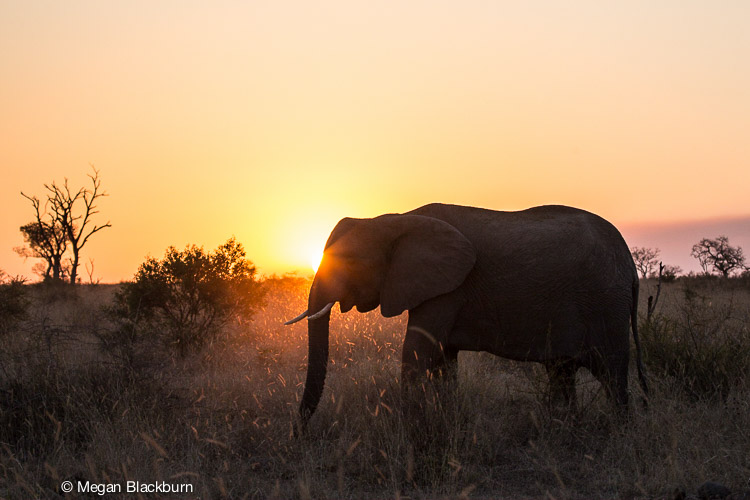 Londolozi July Elephant at Sunset