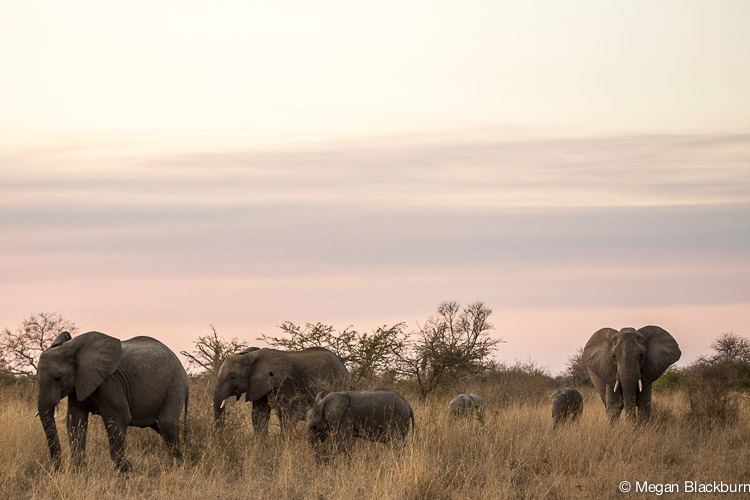 Londolozi July Elephants