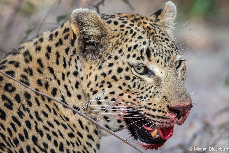 Londolozi July Leopard Bloody Face 3