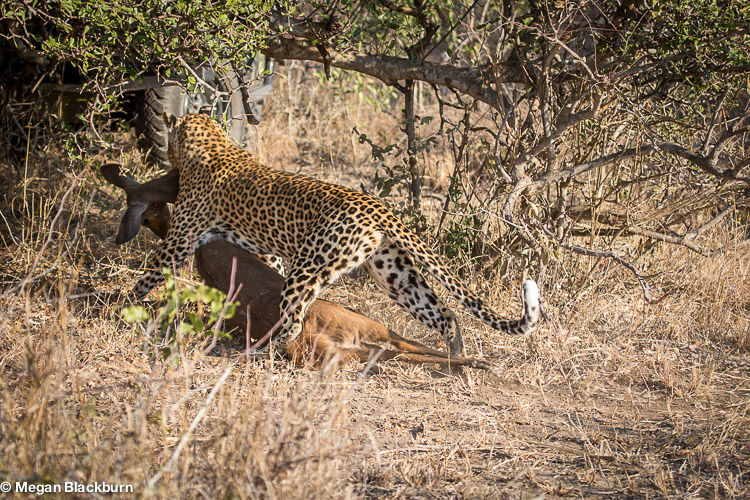 Londolozi July Leopard Dragging a Bushbuck