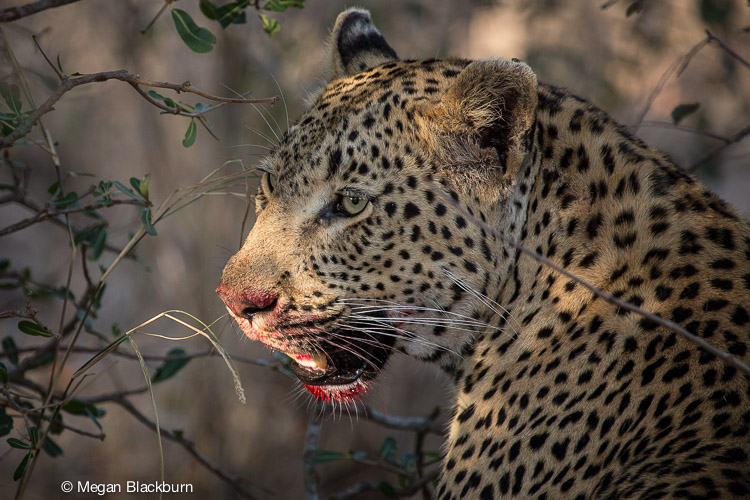 Londolozi July Leopard with Bloody Face