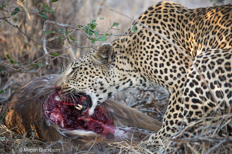 Londolozi July Leopard with Bushbuck Kill 2