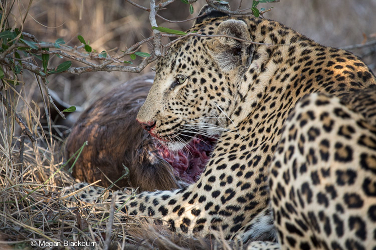 Londolozi July Leopard with Bushbuck kill