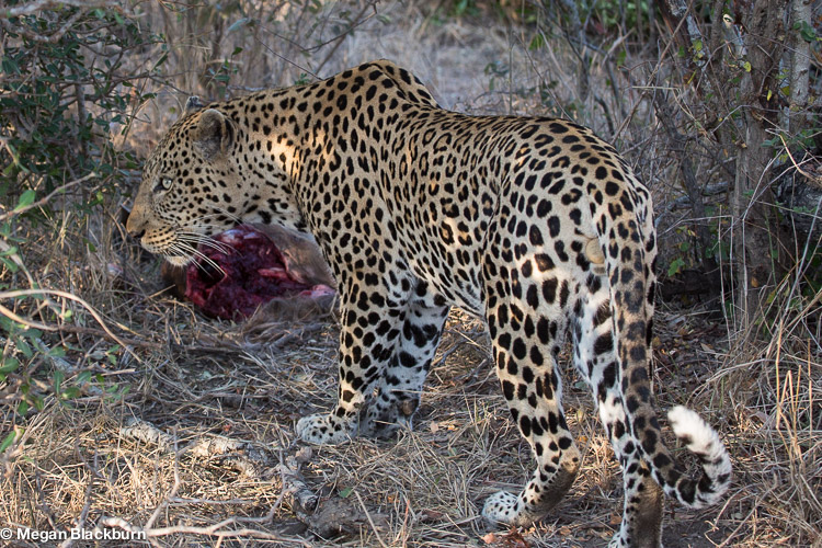 Londolozi July Male Leopard Stealing Kill