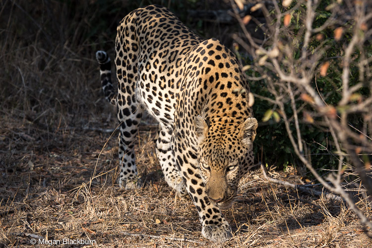 Londolozi July Male Leopard Walking