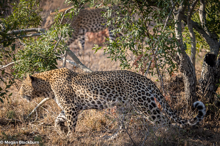 Londolozi July Two leopards