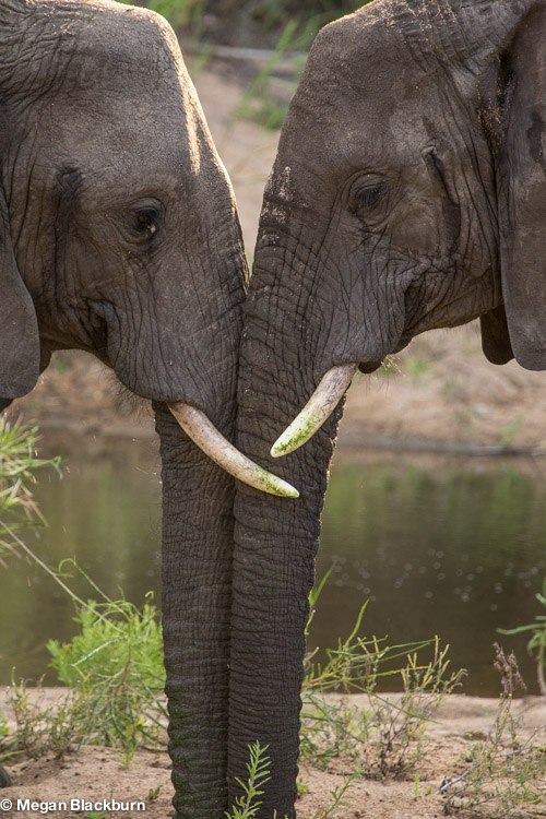 Londolozi Elephants Trunk to Trunk.jpg