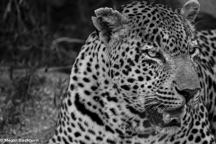 Londolozi Leopard Black and White.jpg