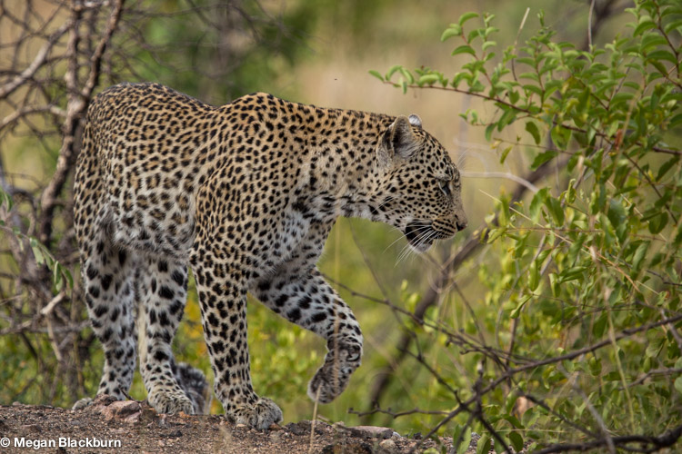 Londolozi Leopard Female.jpg