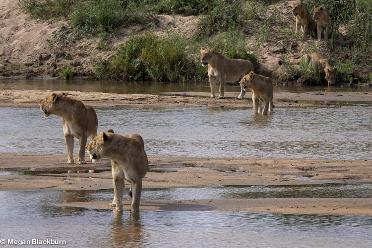 Londolozi Lion Crossing the River.jpg
