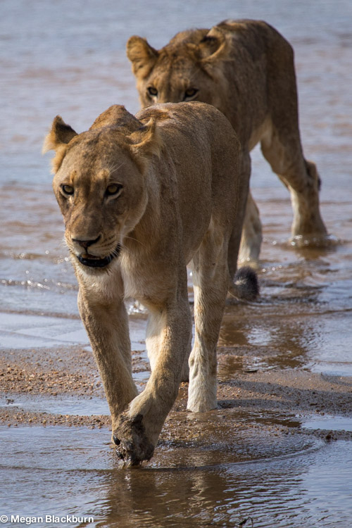 Londolozi Lioness Crossing the River.jpg