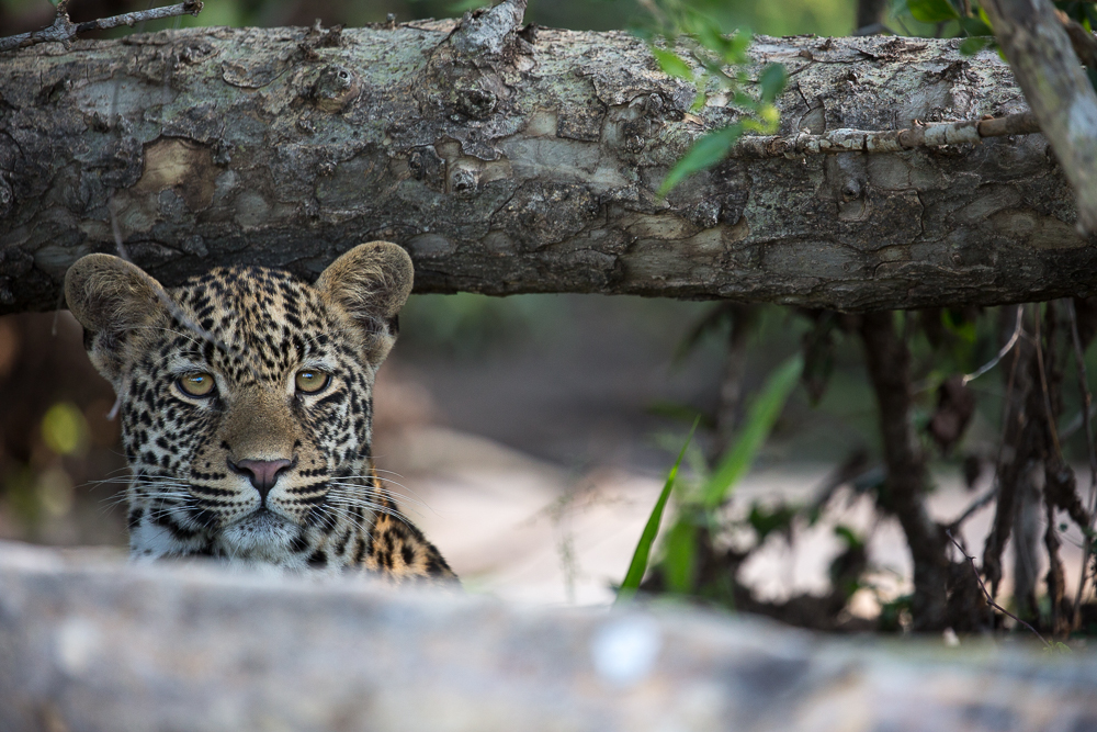 Londoz_Leopard_Cub_Hiding