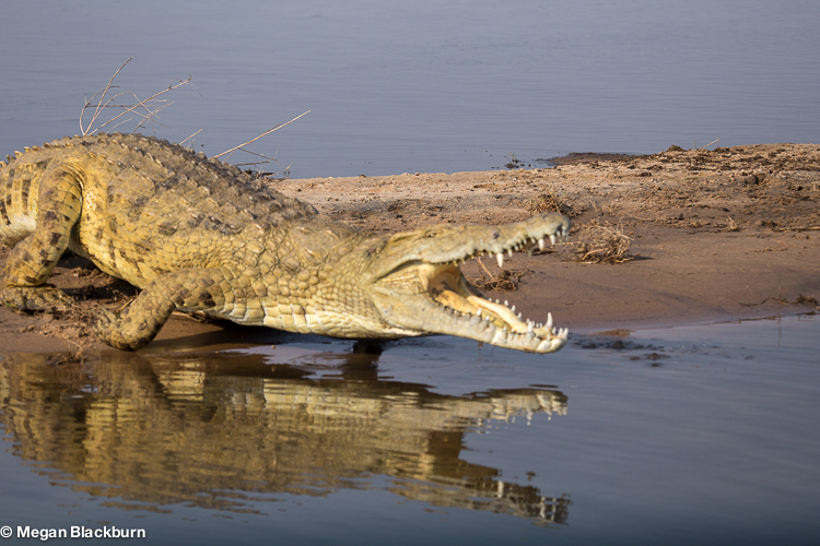 Zambezi Croc