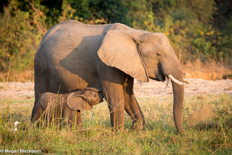 Zambezi Elephant Mum and Baby