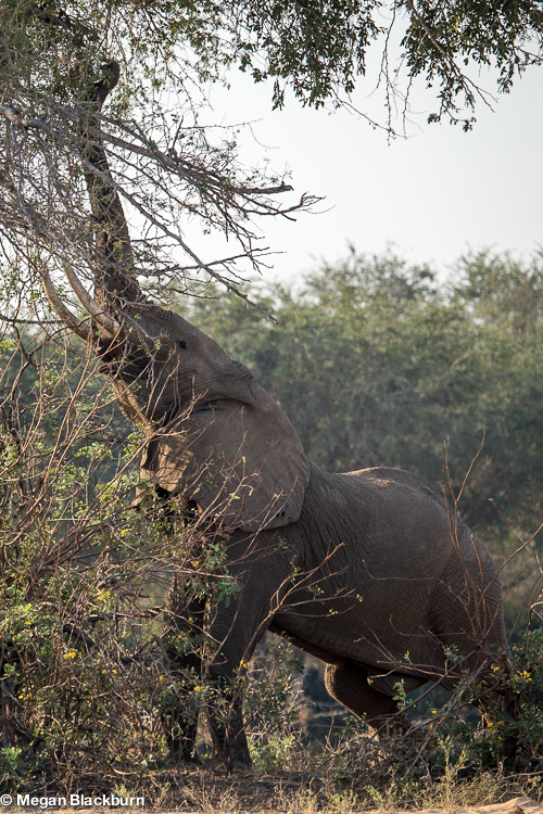 Zambezi Elephant eating from a tree