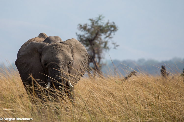 Zambezi Elephant in Long Grass
