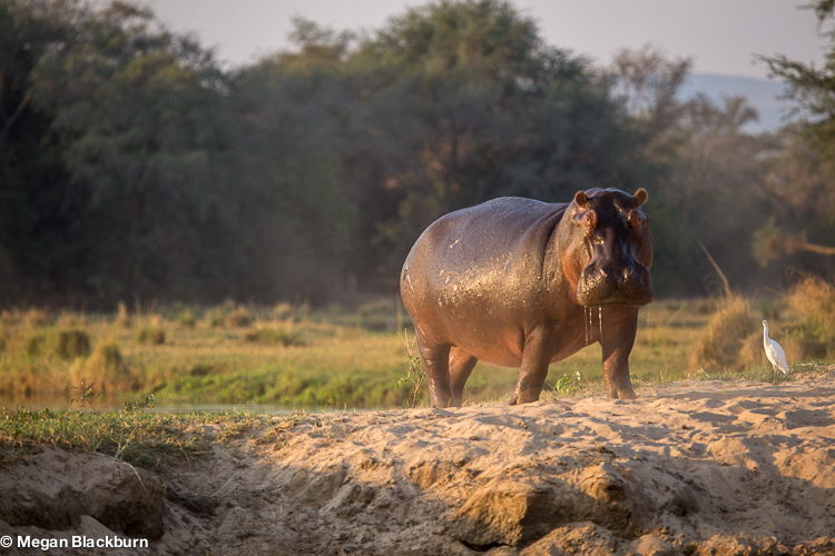Zambezi Hippo out of water