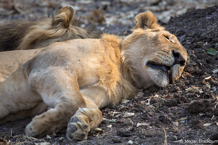 Zambezi Lions Sleeping